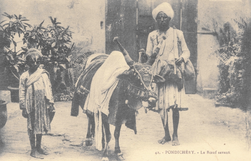 15-11 - Pondichery - boeuf savant - 1